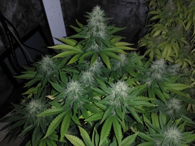 IMG_20220321_200813_924.jpg IMG_20220321_200813_924.jpg