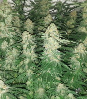 1647887045406.png 1647887045406.png