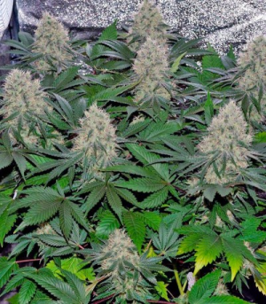 1647887126044.png 1647887126044.png