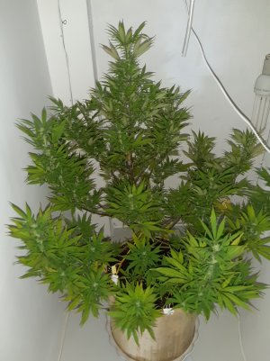 20220322_133452.jpg 20220322_133452.jpg