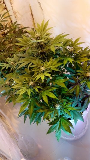 20220322_133517.jpg 20220322_133517.jpg