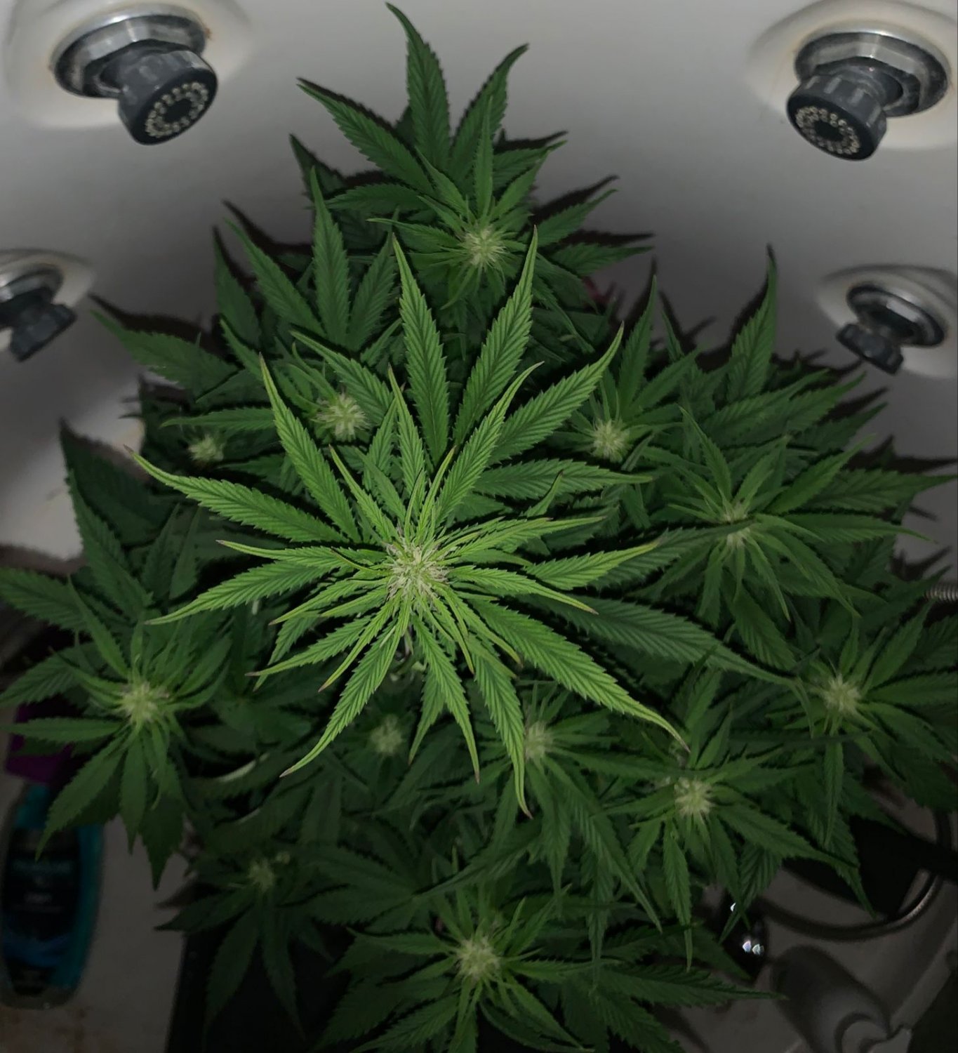 A599DD4A-DDA4-4D8A-9D3A-804D5595D057.jpeg A599DD4A-DDA4-4D8A-9D3A-804D5595D057.jpeg