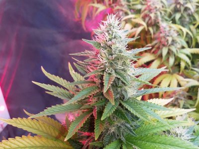 IMG_20220323_191005_332.jpg IMG_20220323_191005_332.jpg