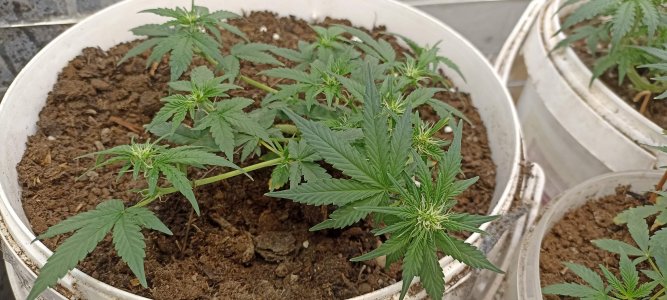 0_IMG_20220323_222517.jpg 0_IMG_20220323_222517.jpg