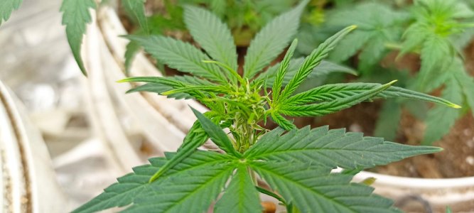 0_IMG_20220323_222506.jpg 0_IMG_20220323_222506.jpg