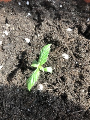 9AC5177C-3AC3-469F-BCF3-43017B47213A.jpeg 9AC5177C-3AC3-469F-BCF3-43017B47213A.jpeg