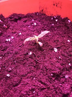 45F97B85-B32E-4796-BE57-A7C4EB0EEF13.jpeg 45F97B85-B32E-4796-BE57-A7C4EB0EEF13.jpeg