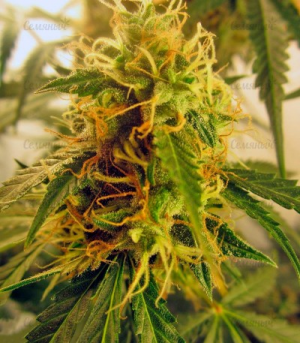 1648140755982.png 1648140755982.png