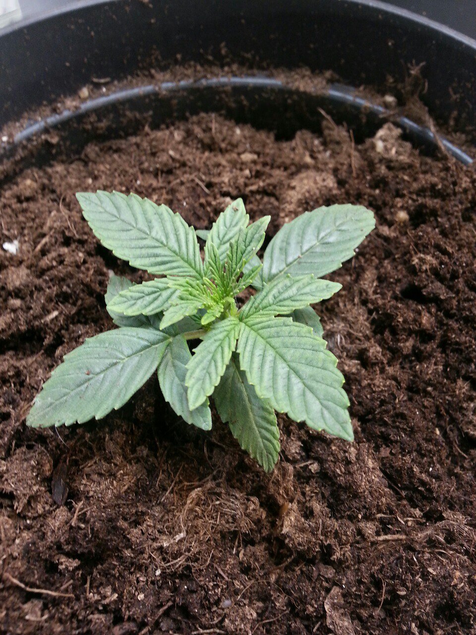 IMG_20220327_133459_610.jpg IMG_20220327_133459_610.jpg