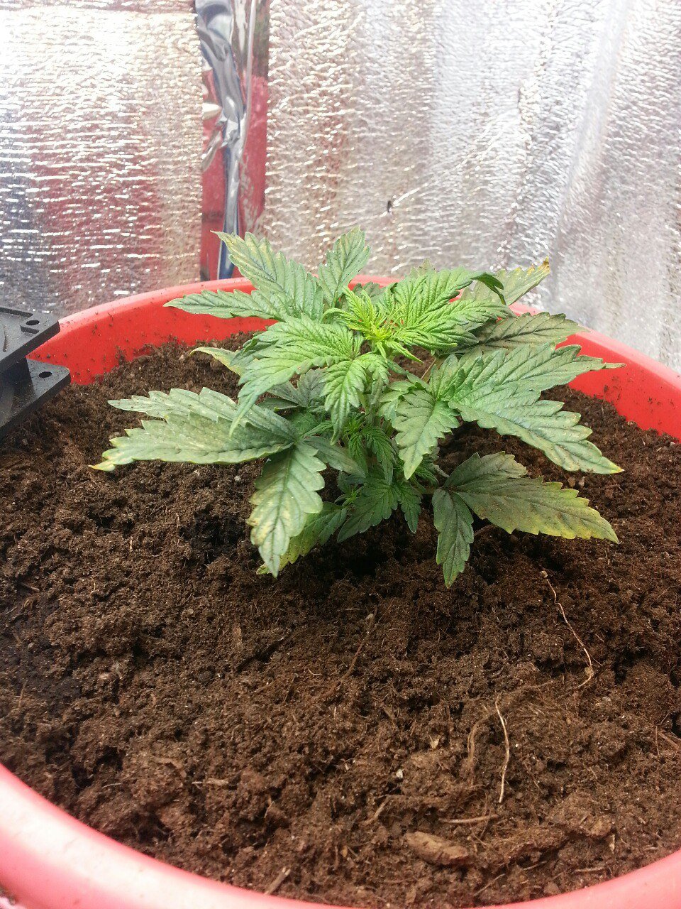 IMG_20220327_133446_625.jpg IMG_20220327_133446_625.jpg