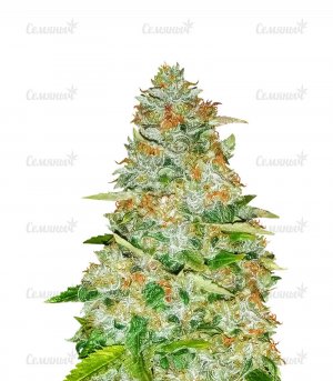 sort-Gorilla-Glue-Monster-Genetics-seeds__ihvdUsLh65ac6JoU.jpg