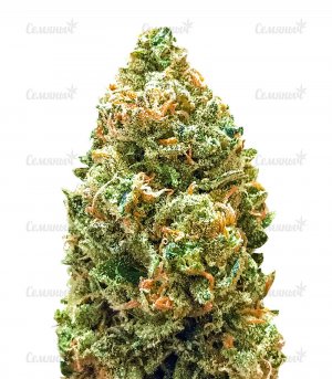 sort-Bruce-Banner-auto-Monster-Genetics-seeds__RpCKKqkHhDqyLr4c.jpg