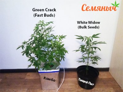 Комбо и тощий.jpg