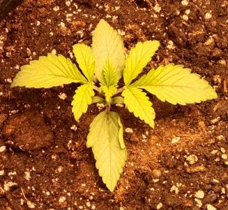 IMG_20220329_110715.jpg IMG_20220329_110715.jpg