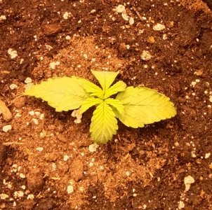 IMG_20220329_110807.jpg IMG_20220329_110807.jpg