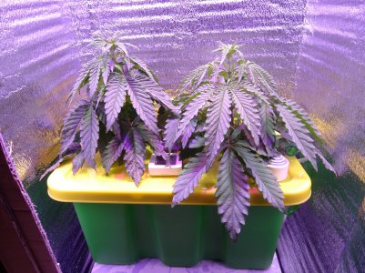 DSC00206.jpg DSC00206.jpg