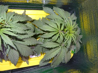 DSC00215.jpg DSC00215.jpg