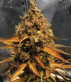 1648746523177.png 1648746523177.png