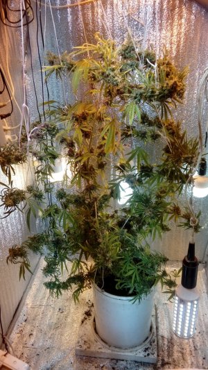 20220401_130123.jpg 20220401_130123.jpg