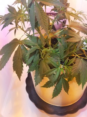 20220401_195717.jpg 20220401_195717.jpg