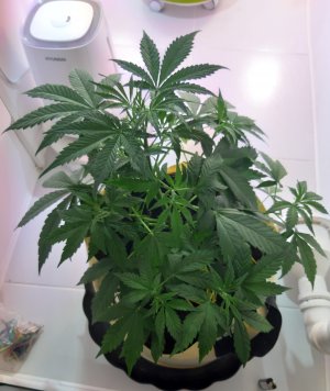 20220401_200945.jpg 20220401_200945.jpg