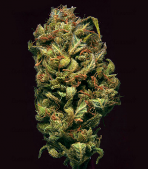 1648917291726.png 1648917291726.png