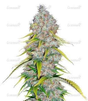 1648917335117.png 1648917335117.png