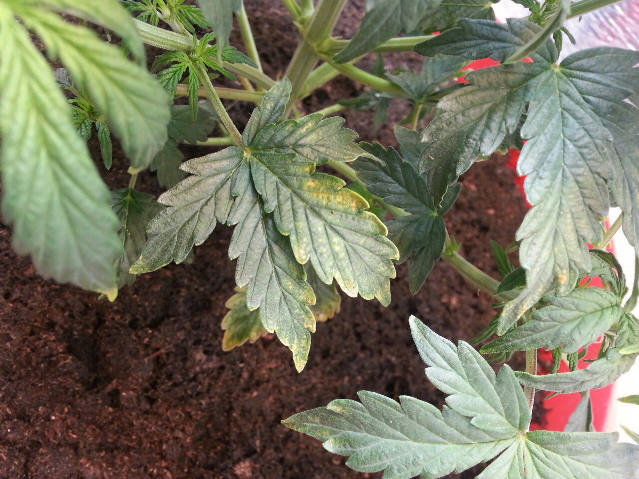 IMG_20220403_070341_209.jpg IMG_20220403_070341_209.jpg