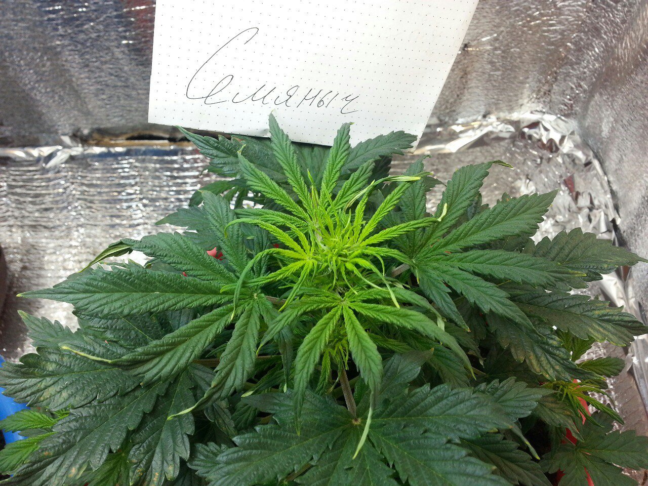 IMG_20220403_070356_795.jpg IMG_20220403_070356_795.jpg