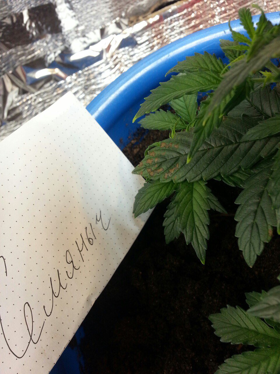 IMG_20220403_070409_779.jpg IMG_20220403_070409_779.jpg