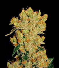 1648987184390.png 1648987184390.png