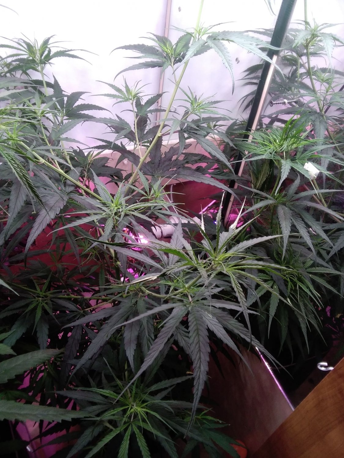 IMG_20220331_152312.jpg IMG_20220331_152312.jpg