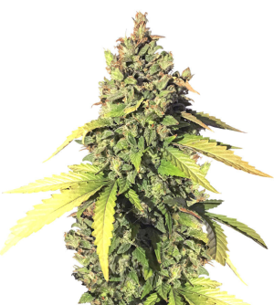 1730729296550.png 1730729296550.png