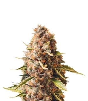 1730803091635.png 1730803091635.png