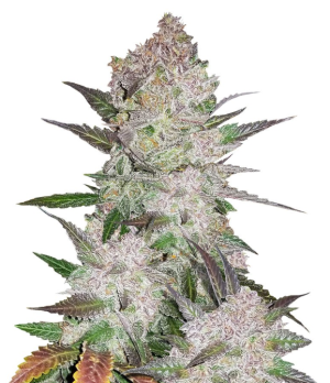 1730812446224.png 1730812446224.png