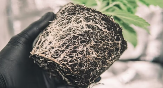 1730812604143.png 1730812604143.png