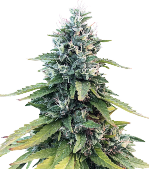 1730822445697.png 1730822445697.png