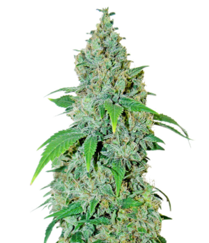 1730822515569.png 1730822515569.png