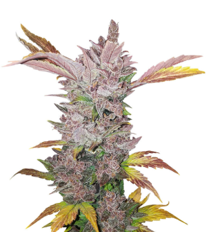 1730822576531.png 1730822576531.png