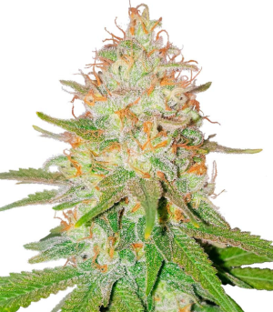 1731070994136.png 1731070994136.png