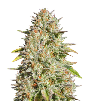 1731071050424.png 1731071050424.png