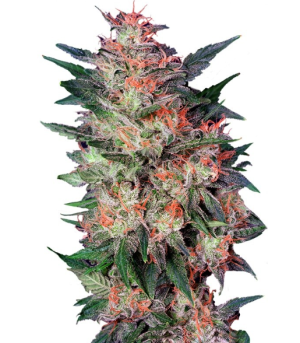 1731071134562.png 1731071134562.png