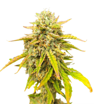 1731095575090.png 1731095575090.png