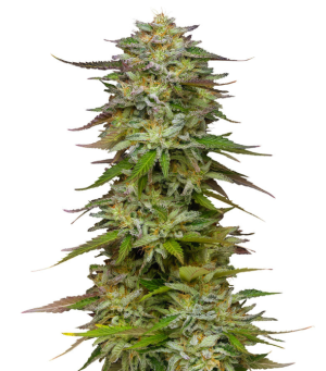 1731327374622.png 1731327374622.png