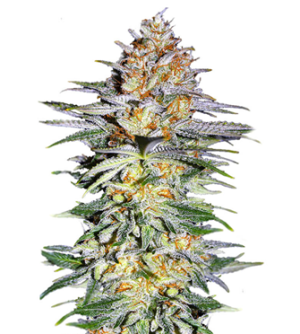 1731407342231.png 1731407342231.png