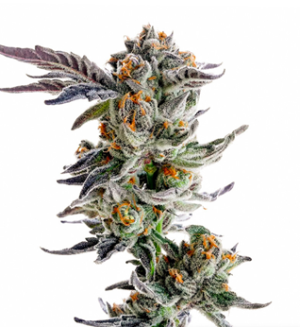 1731407363348.png 1731407363348.png