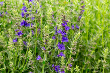 1731407517803.png 1731407517803.png