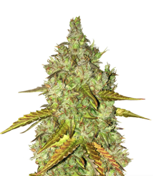 1731515435056.png 1731515435056.png