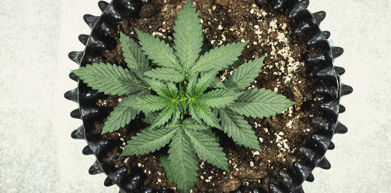 1731515784549.png 1731515784549.png