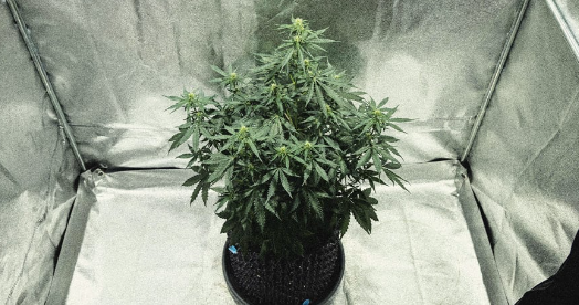 1731515847237.png 1731515847237.png